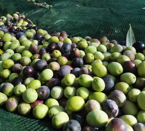 olive-dop-verna.jpg