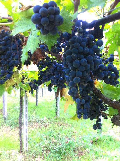 uva-montepulciano-vino-agricolo.jpg