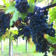 uva-montepulciano-vino-agricolo.jpg