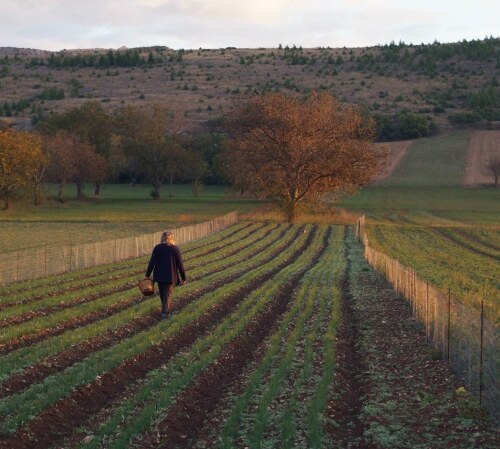 campi-di-zafferano.jpg