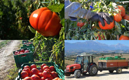 pomodoto-pera-abruzzo.jpg